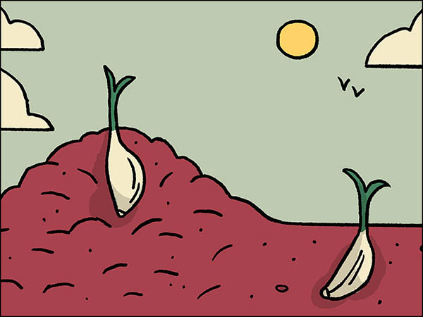 drawing of garlic in the ground
