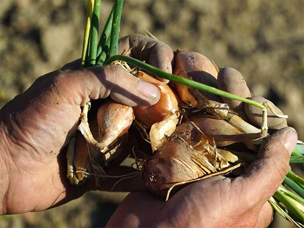 Photography of hand with shallot