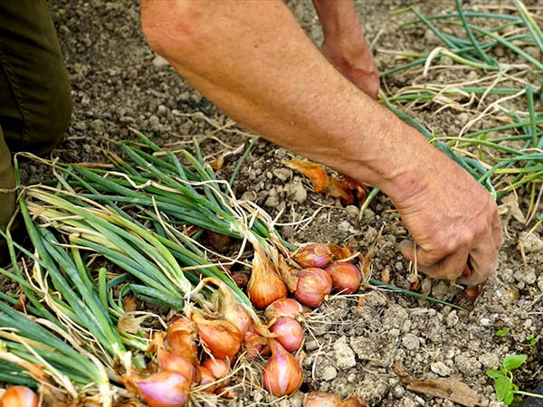 Photo de mains qui récoltent de l'échalote