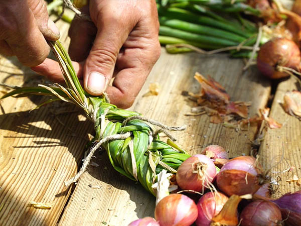 Photography of braided shallot