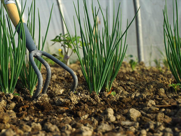 Photography of hoe bitween shallots