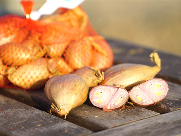 French Grey Shallot