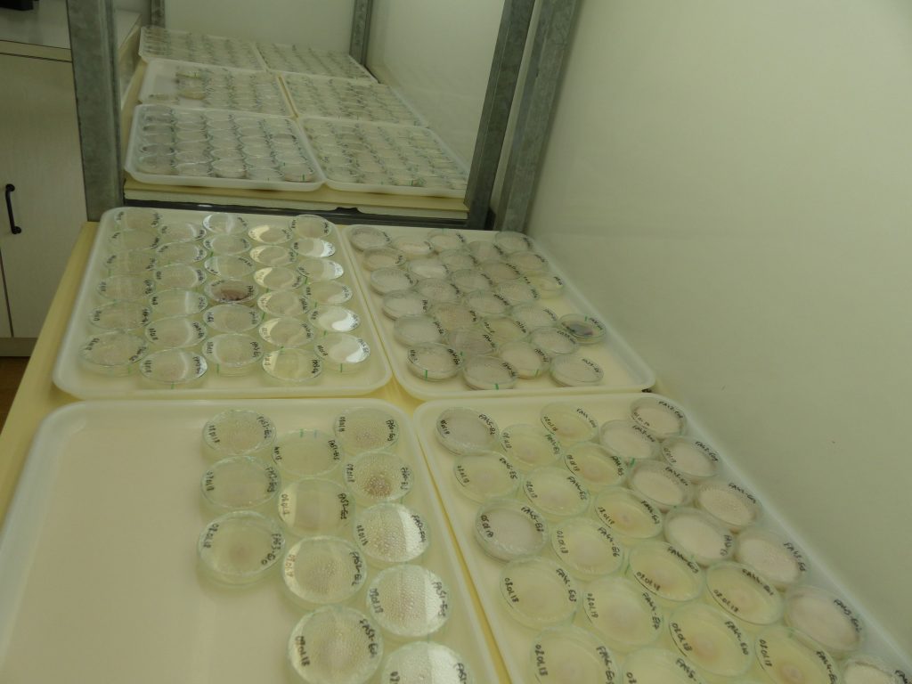 Caption: Cultures of fungal strains isolated from symptomatic garlic tissues. In 3 years, 2,700 strains have been isolated, making it possible to formally identify F. proliferatum and F. oxysporum as being responsible for garlic symptoms in France (photo credit: INRAE).