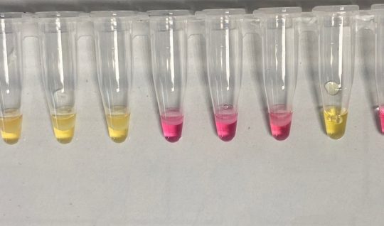 Exemple de résultat de détection avec la méthode LAMP sur ADN de Fusarium proliferatum (jaune : positif ; rose : négatif). L’objectif de la mise au point est d’obtenir des résultats aussi nets pour Fp dans les tissus d’ail. (©INRAE)