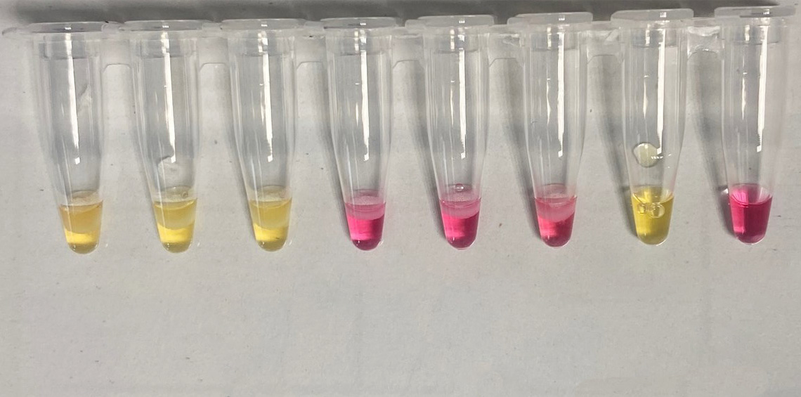 Example of a detection result with the LAMP method with DNA of Fusarium proliferatum (yellow: positive; pink: negative). The objective of the development is to obtain such clear results for Fp in garlic tissue. (©INRAE)